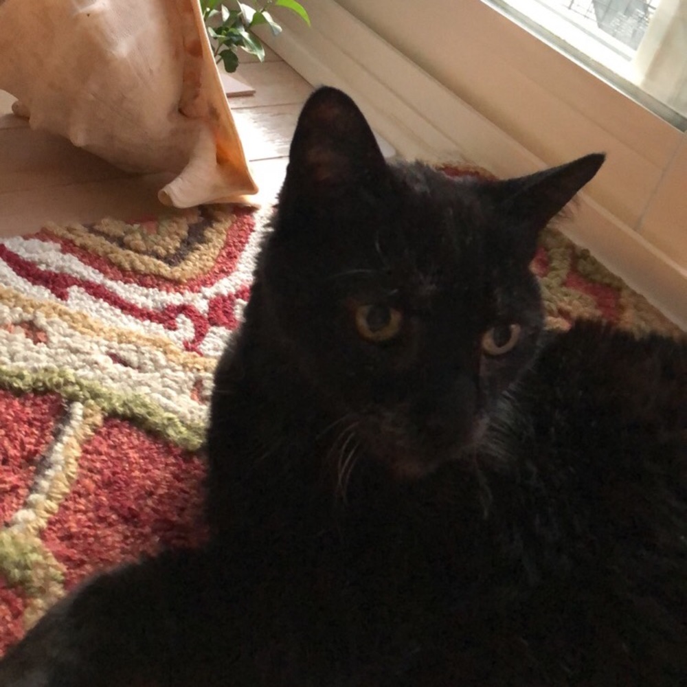 Meet your Posher, Maya